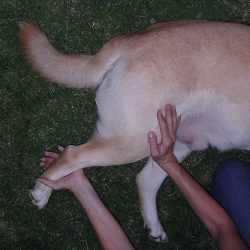 CN3040E Canine Myofascial Release Level I