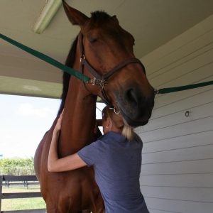 EQ1100E: Equine Myofascial Release Level I