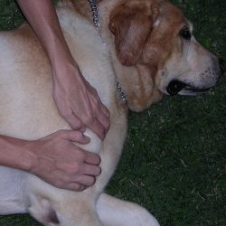 CN3000LP: Caninology Canine Body Worker® (CCBW) certification for Licensed Professionals