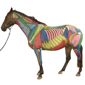 EQ106E: Equinology Equine Body Worker Review Course
