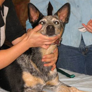 CN3005: Canine Anatomy and Behavior Precourse Distance Study
