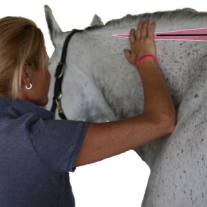 EQ100E: Equinology Equine Body Worker (EEBW) Certification Course