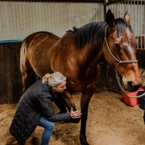 EQ1900: Equine Functional Posture – Level 1