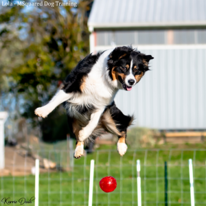 CN3010: Canine Biomechanics and Gait Abnormalities
