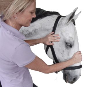 EQ1200: Equine CranioSacral Therapy Level I