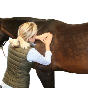 EQ1210: Equine CranioSacral Therapy Level 2