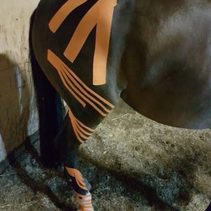 EQ1700: Equine Taping – Level 1